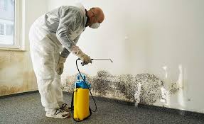 Why You Should Choose Our Mold Remediation Services in Pinconning, MI